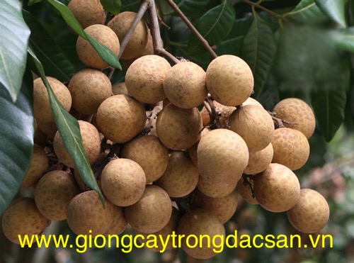 Cây Giống Nhãn Ido PyLoAgri #15 Cây Giống Nhãn Ido PyLoAgri